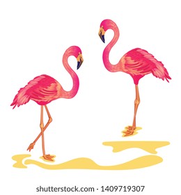 Vector Flamingos Isolated on White Backround