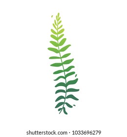 Vector flat abstract green fern plant icon. Wild meadow field grass garden spring easter, women day romantic holiday, wedding invitation card decoration summer floral Illustration white background