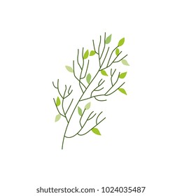 Vector flat abstract green plant icon. Wild meadow field grass garden spring easter, women day romantic holiday, wedding invitation card decoration element summer floral Illustration white background