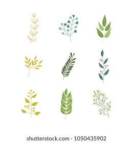 Vector flat abstract green plant herb set icon. Wild meadow field garden spring easter women day romantic holiday wedding invitation card decoration element summer floral Illustration white background