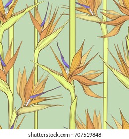 vector flat beautiful strelizia seamless pattern