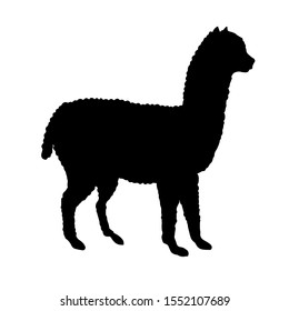 Vector flat black alpaca llama silhouette isolated on white background 