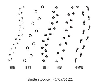 Vector flat black collection set of different animal silhouettes foot print paths isolated on white background 