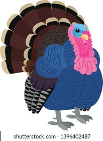 vector flat cartoon animal clip art turkey bird