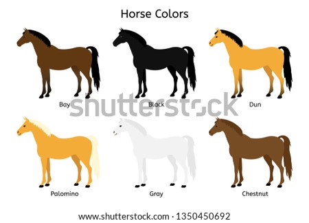 Vector flat cartoon collection set of different horse colors isolated on white background 