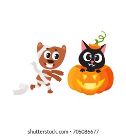 vector flat cartoon funny cute cat sitting at halloween pumpkin with gourd hat with stem on head mummy dog wrapped in toilet paper . Isolated illustration on a white background. Fancy animal concept