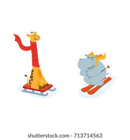 vector flat cartoon funny hippo character having fun mountain skiing, giraffe sledding smiling wearing cap scarf. Winter animal outdoor activities concept. Isolated illustrationo on a white background