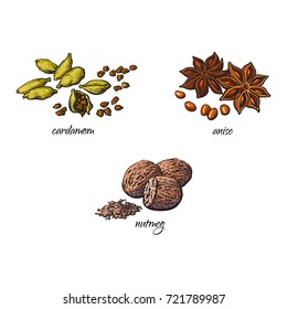 vector flat cartoon sketch hand drawn Spices, seasoning, flavorings and kitchen herbs set. Star anise with seeds, nutmeg and cardamom. Isolated illustration on a white background