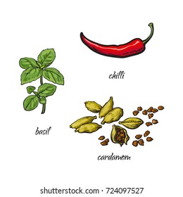 vector flat cartoon sketch hand drawn Spices, seasoning, flavorings and kitchen herbs set. Basil leaves with stem, cardamom and red chili pepper. Isolated illustration on a white background