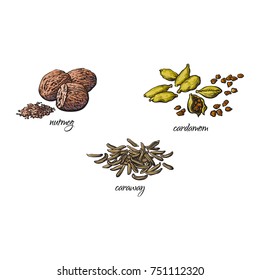 vector flat cartoon sketch hand drawn Spices, seasoning, flavorings and kitchen herbs set. Caraway seeds, nutmeg and cardamom. Isolated illustration on a white background