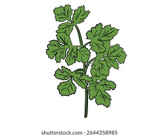vetor plano desenhos animados estilo desenhado à mão coentro desenhado, ramo de coentro com haste, deixa a imagem. Ilustração isolada em um fundo branco. Especiarias , condimentos, aromas e ervas aromáticas