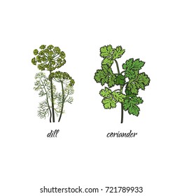 vector flat cartoon sketch style hand drawn Spices , seasoning, flavorings and kitchen herbs set. dill and coriander, cilantro leaves, stem. Isolated illustration on a white background.