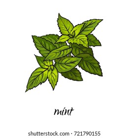 vector flat cartoon sketch style hand drawn mint leaves image. Isolated illustration on a white background. Spices , seasoning, flavorings and kitchen herbs concept.