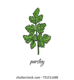vector flat cartoon sketch style hand drawn parsley branch with stem, leaves image. Isolated illustration on a white background. Spices , seasoning, flavorings and kitchen herbs concept.