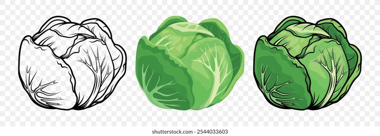 Vector Flat Cartoon Style Cabbage Set. Detailed Cabbage Head Vector Illustration. Monochrome Vegetable Icons. Black and White and Colored Cabbage Icon Set