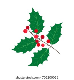 vector flat cartoon style holly tree, mistletoe or ilex branch with leaves and berries . Isolated illustration on a white background. Christmas cards, banners of presentation decoration design symbol