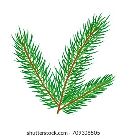 vector flat cartoon style spruce, pine fir tree leaves - needles on branch set. Isolated illustration on a white background. Christmas cards, banners of presentation decoration design symbol