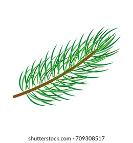 vector flat cartoon style spruce, pine fir tree leaves - needles on branch. Isolated illustration on a white background. Christmas cards, banners of presentation decoration design symbol