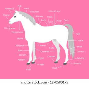 Vector flat cartoon white horse anatomy poster isolated on pink background 