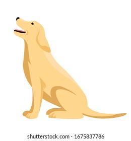 Vector flat character illustration of cute furry big sitting dog isolated on white background. Happy dog Golden Retriever or Yellow Labrador breed sits with his tongue hanging out in side view 