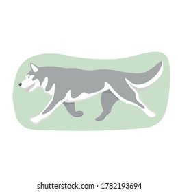 Vector flat colorful Siberian husky dog with open mouth, walking, isolated on white background