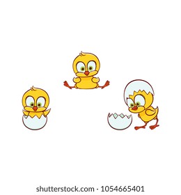 vector flat cute baby chicken small funny chick hatching from egg set. Flat bird animal, isolated illustration on a white background, poultry, farm kids design object.