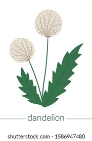 Vector flat dandelion illustration. Cute spring flowers. First blooming plants. Floral clip art isolated on white background
