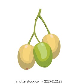 Vector Flat Design of Neem Fruits.