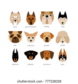 Vector flat dog icon set. Terrier, labrador, husky, bulldog, rottweiler, poodle, doberman shepherd, chihuahua, boxer, dachshund, pug. Colored isolated icons for polygraphy, web design, logo, app, UI.