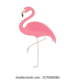 Flamingo plano vectorial aislado en fondo blanco