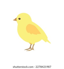 Vector flat hand drawn chicken chick isolated on white background
