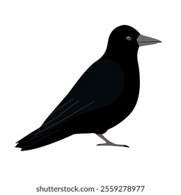 Vector flat hand drawn crow isolated on white background