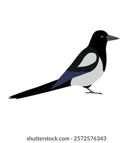 Vector flat hand drawn magpie bird isolated on white background