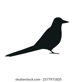 Vector flat hand drawn magpie bird silhouette isolated on white background