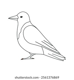 Vector flat hand drawn outline crow isolated on white background