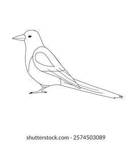 Vector flat hand drawn outline magpie bird isolated on white background