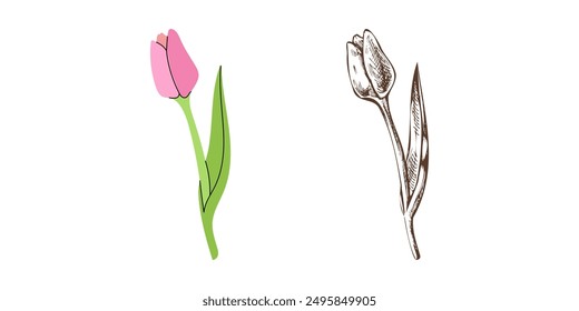 Vector flat and hand drawn sketch style flower Illustration. Tulip sketch.  Back to School.	