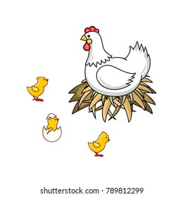 vector flat hand drawn white colored hen chicken, cock sitting in hay nest, yellow chicks, hatching from egg chick icon set. Isolated illustration on a white background. Farm poultry chicken