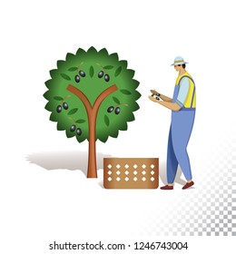 Vector flat icon illustration of farmer and olive tree. The farmer harvesting olives. Colorful objects on a transparent background.