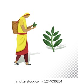 Vector flat icon illustration of tea picker and tea leaves.Colorful objects on a transparent background.