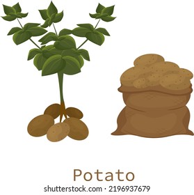 vector flat illustration 2d potatoes in a bag and potato tubers