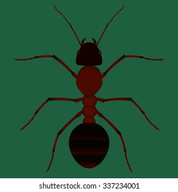 Vector flat  illustration of ant
