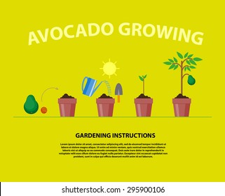 Avocado Tree: Over 3,701 Royalty-Free Licensable Stock Illustrations ...