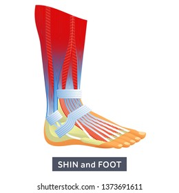 Vector flat illustration big human leg on white background, medical research. Shin, calf, foot in the cut. For medical textbooks, teaching aids and offices of orthopedic surgeons
