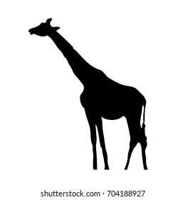 Vector flat illustration of black silhouette giraffe on white background. Element for design.