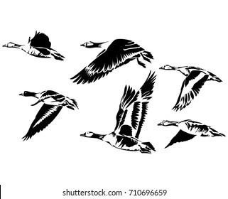 Vector flat illustration of black silhouette flying geese on white background. Element for design.