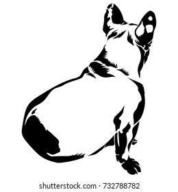 Vector flat illustration of black silhouette french bulldog on white background.