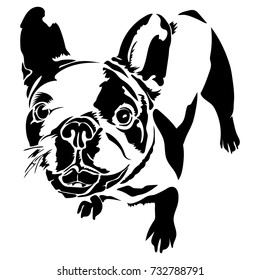 Vector flat illustration of black silhouette french bulldog on white background.