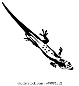 Vector flat illustration of black silhouette lizard on white background. Triton. Element for design.