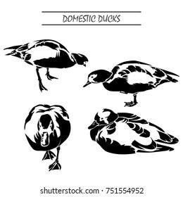 Vector flat illustration of black silhouette domestic ducks.